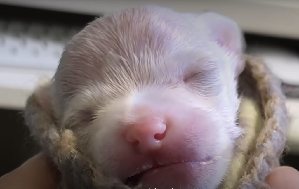 Neugeborenes Hundejunges schläft friedlich.