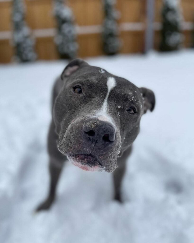 Hund im Schnee mit Schneeflocken