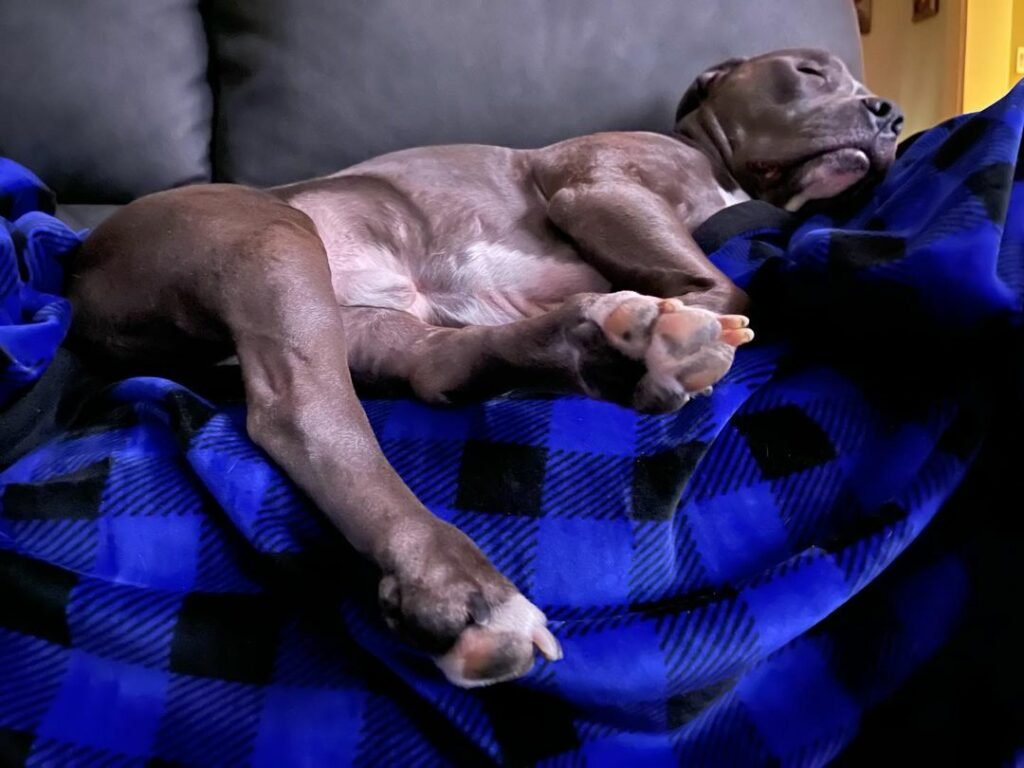 Schlafender Hund auf blauer Decke.