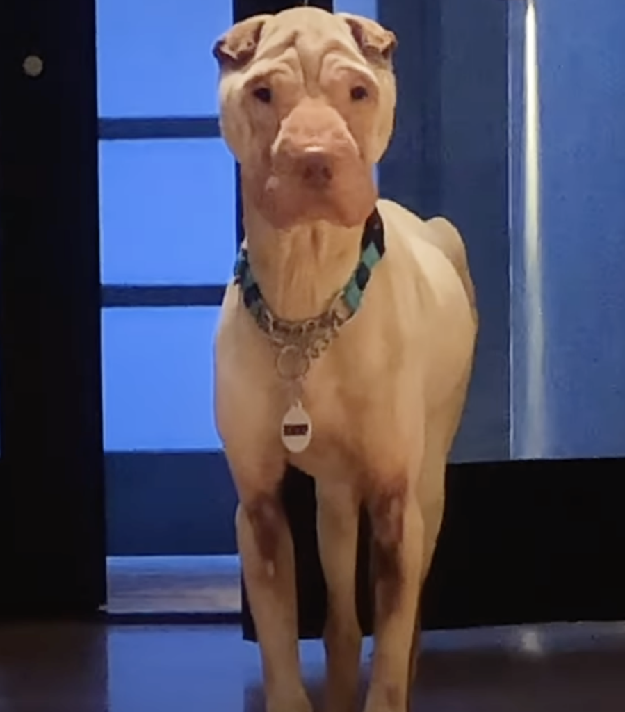 Shar-Pei Hund steht vor blauer Tür.