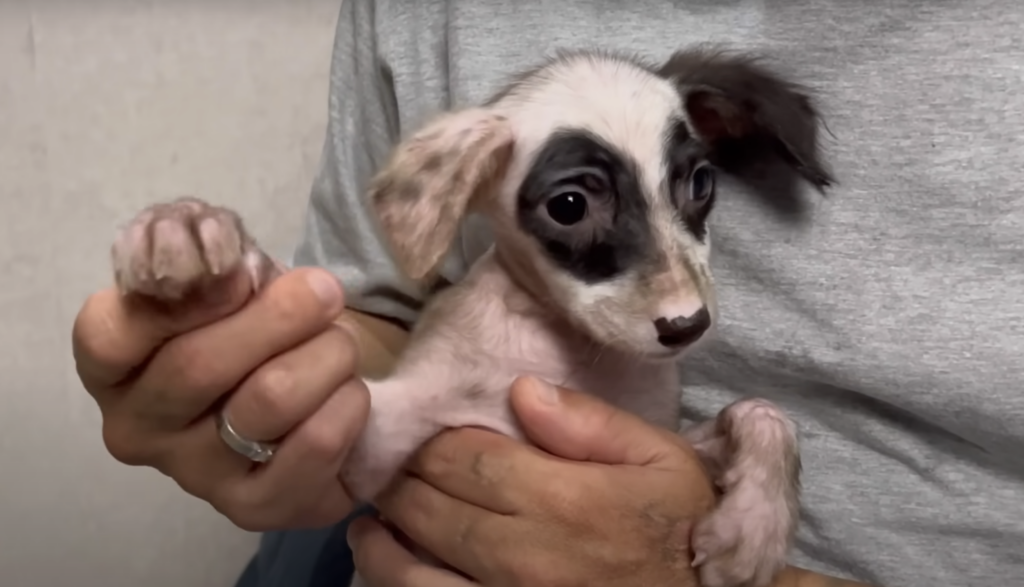 Person hält niedliches, geflecktes Hundebaby.