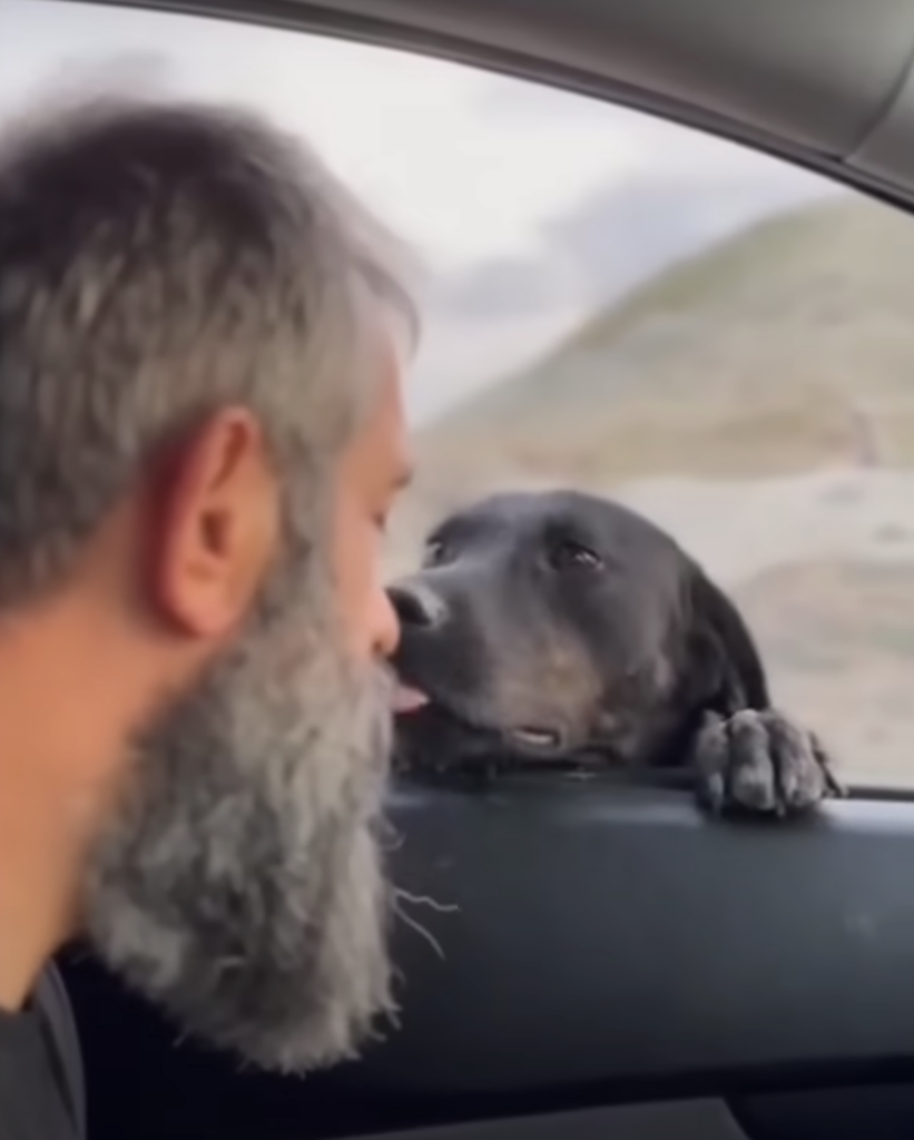 Hund küsst Mann im Auto.