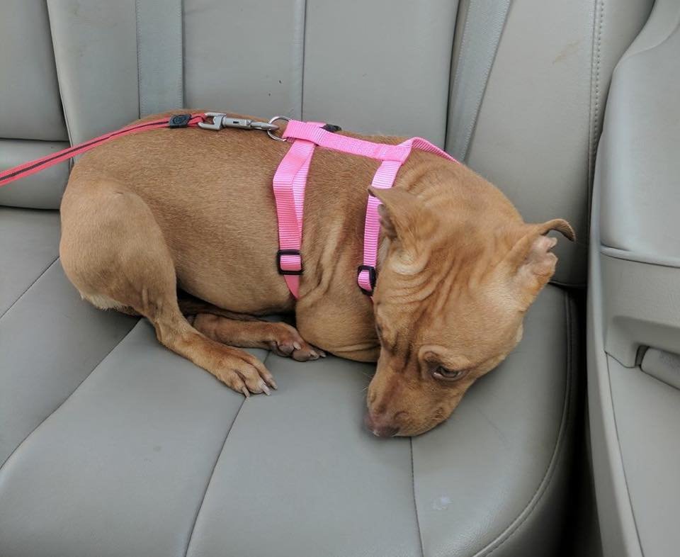 Hund mit rosa Geschirr im Auto