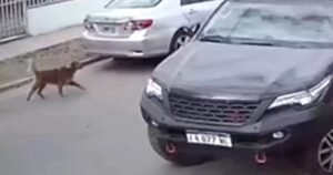 Katze überquert Straße zwischen parkenden Autos.