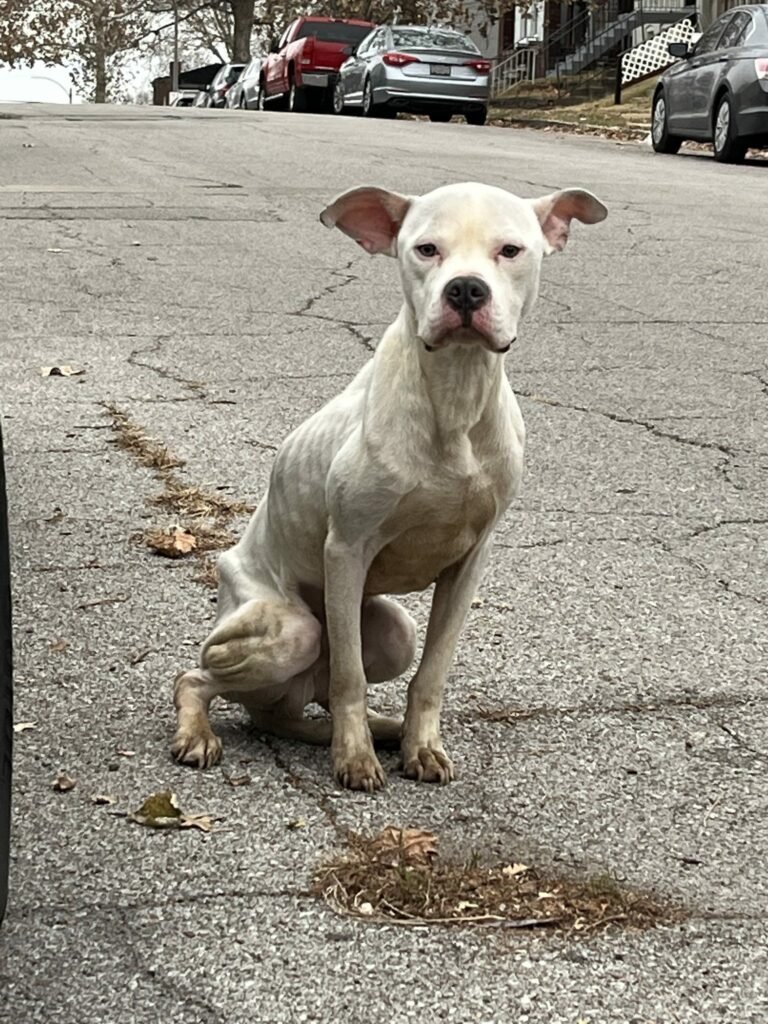 Weißer Hund sitzt auf Straße.