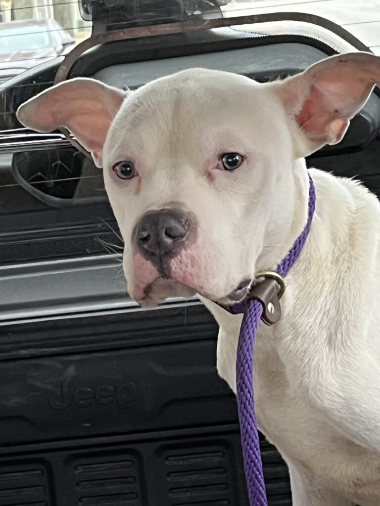 Weißer Hund im Auto mit lila Leine.