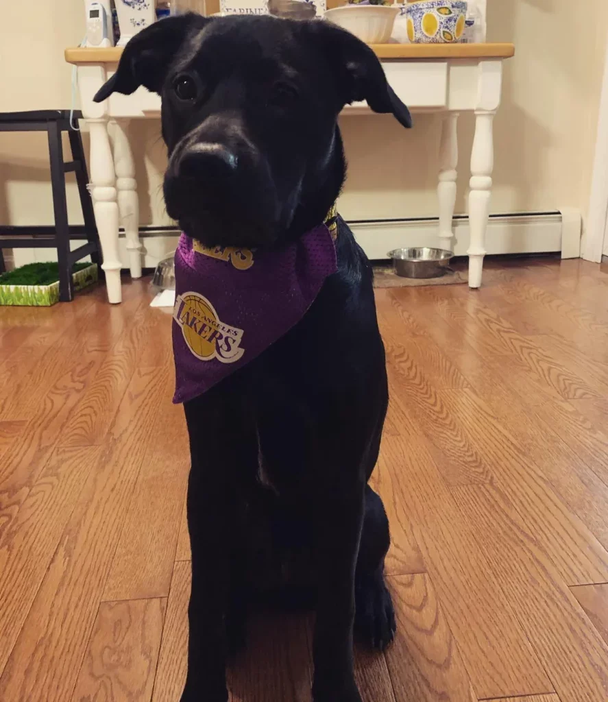Hund mit Lakers-Halstuch posiert.