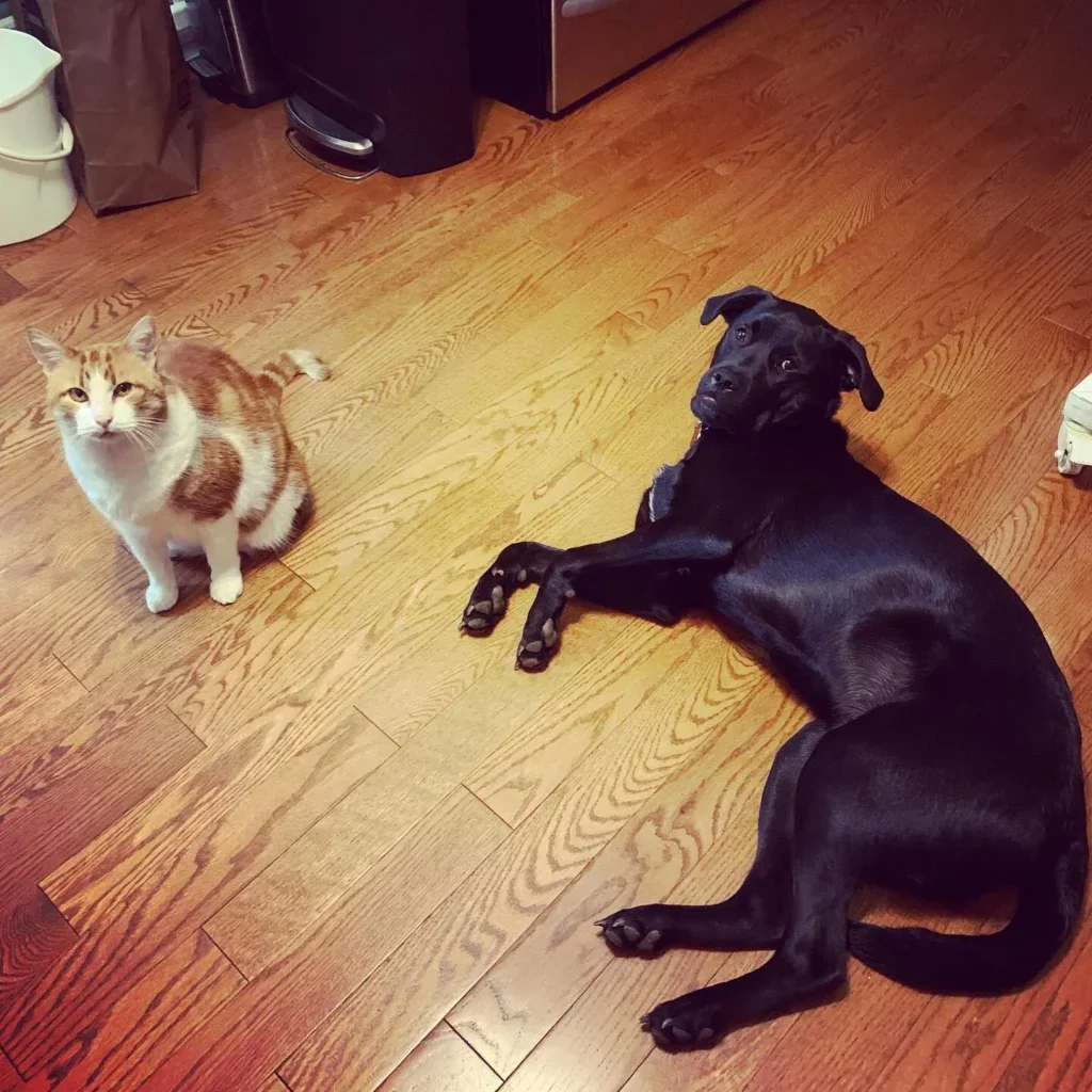 Hund und Katze liegen auf Holzboden.