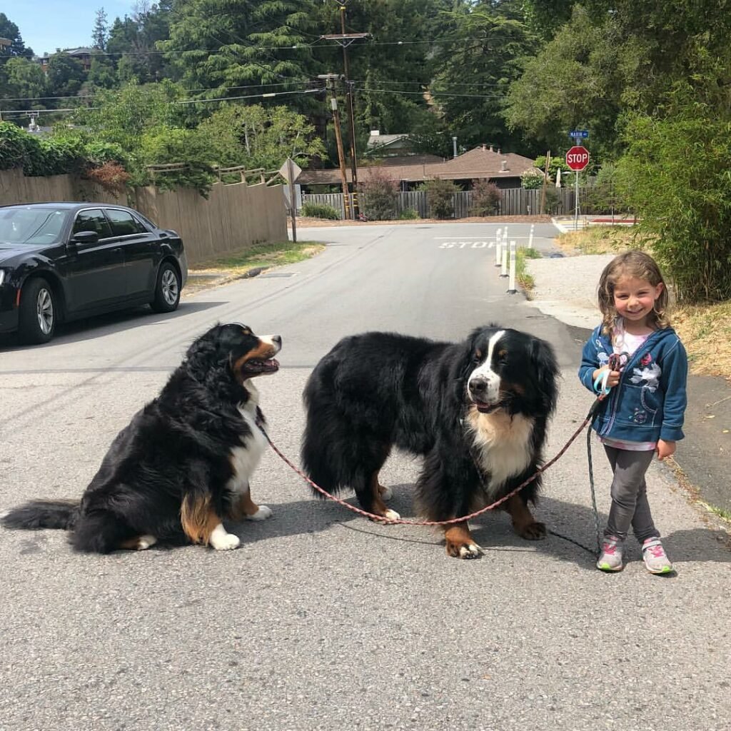 Mädchen mit zwei Berner Sennenhunden auf Straße.