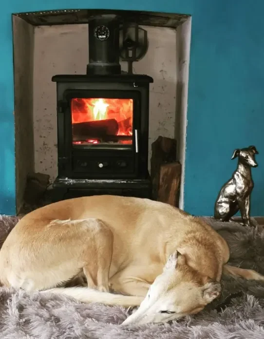 Hund schläft vor brennendem Kamin.