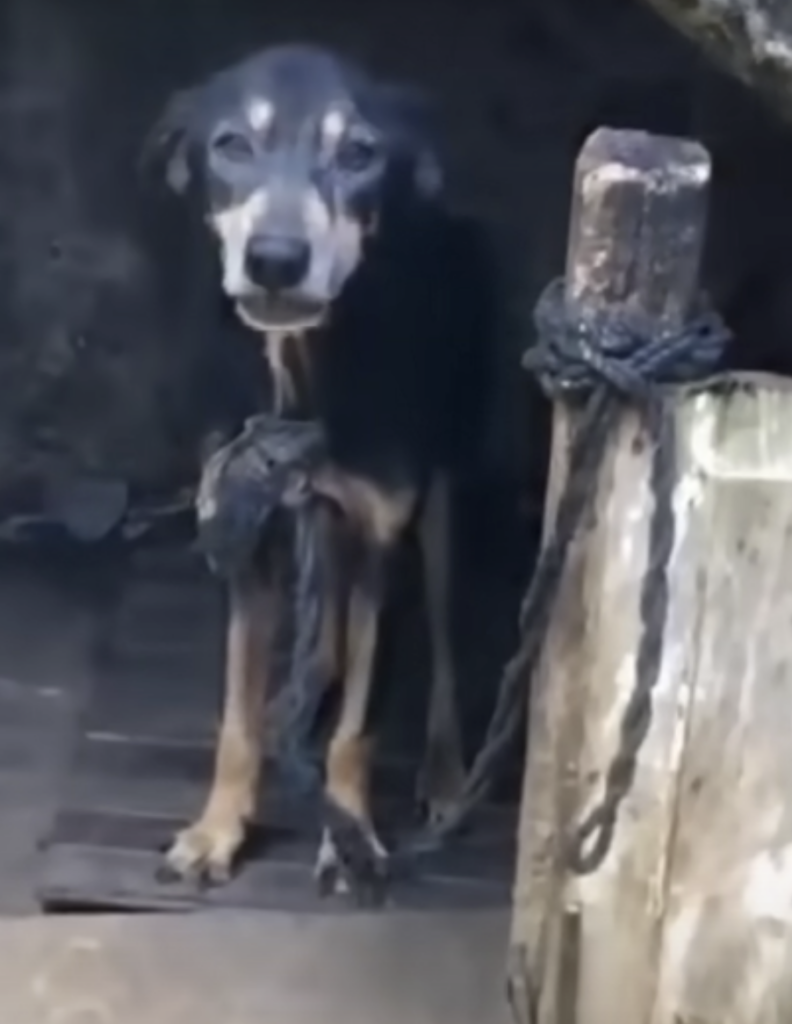 Hund steht in einer dunklen Ecke.