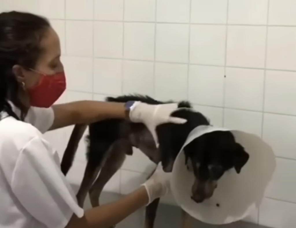 Tierärztin untersucht Hund mit Halskrause.