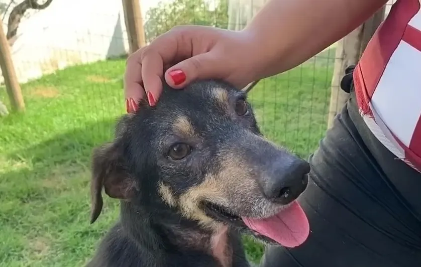 Person streichelt glücklichen Hund im Garten.