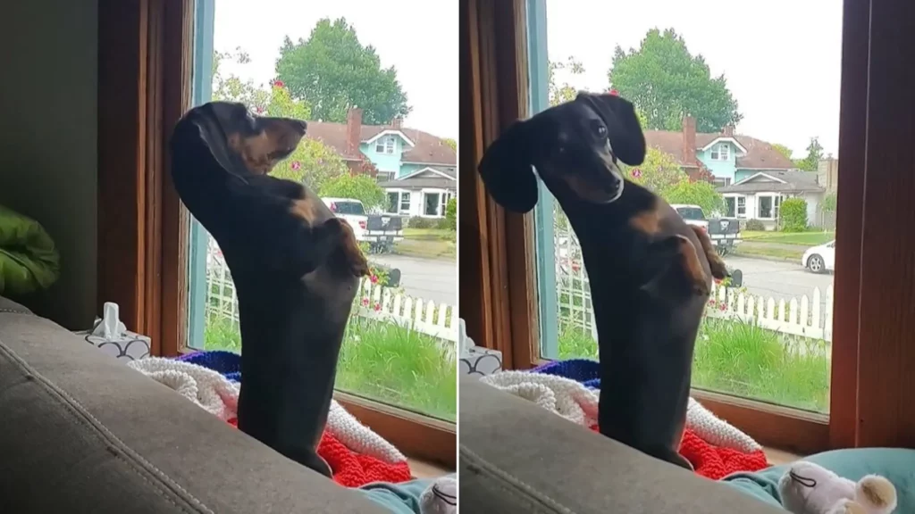 Hund steht auf Hinterbeinen am Fenster.