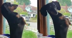 Hund steht auf Hinterbeinen am Fenster.