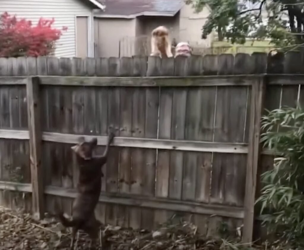 Hund springt an Holzzaun, zwei andere beobachten.