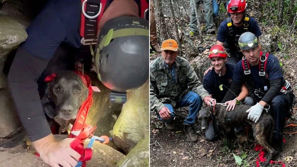 Rettungsteam befreit eingeklemmten Hund aus Höhle.