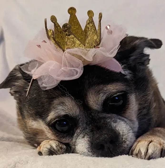 Hund mit Krone und Tüllschleier.