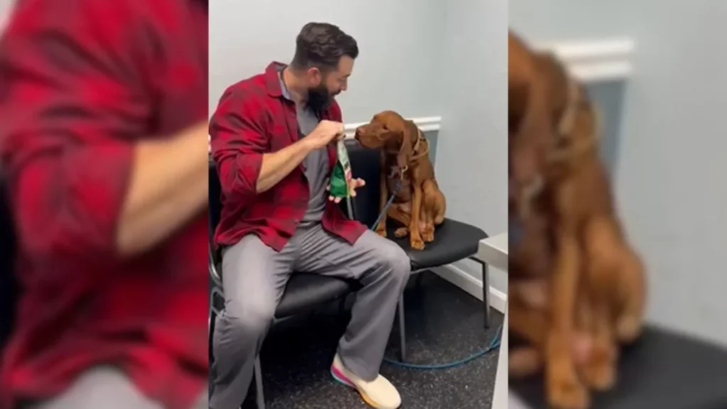 Tierarzt gibt Hund eine Belohnung.