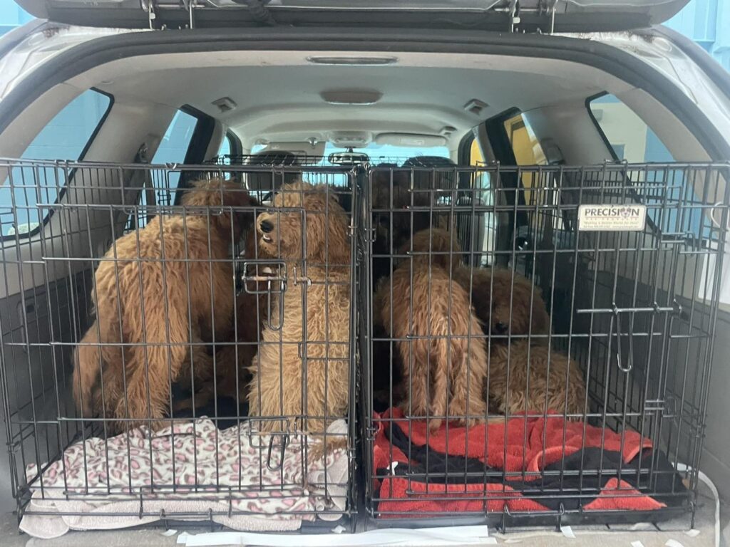 Zwei Hunde in Autotransportbox.