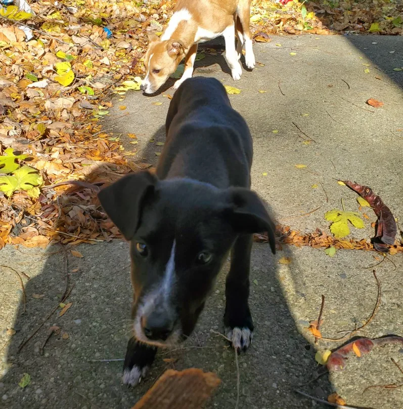 Zwei Hunde auf herbstlichem Weg.