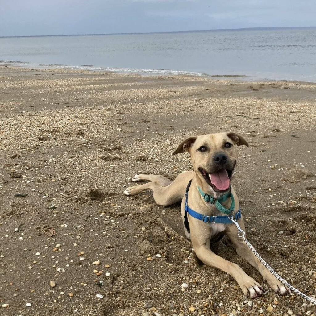 Glücklicher Hund am Strand.