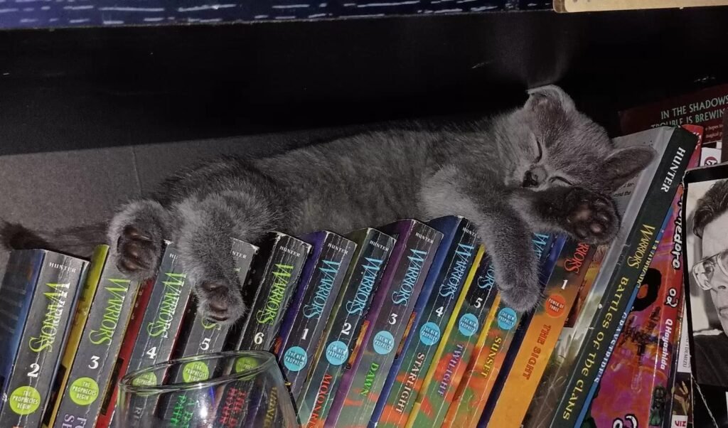 Katze schläft auf Bücherregal.