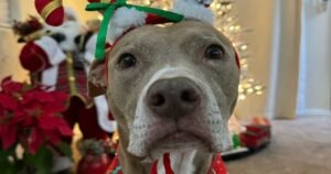 Hund mit Weihnachtsmütze und Dekoration.
