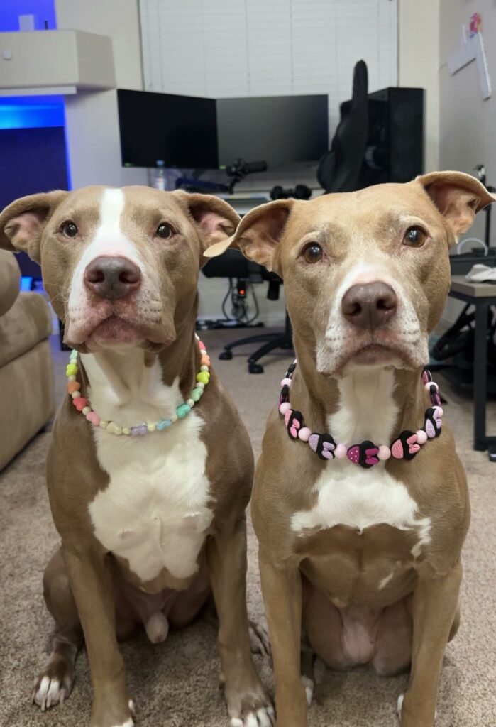 Zwei Hunde mit Halsketten sitzen vor Computern.