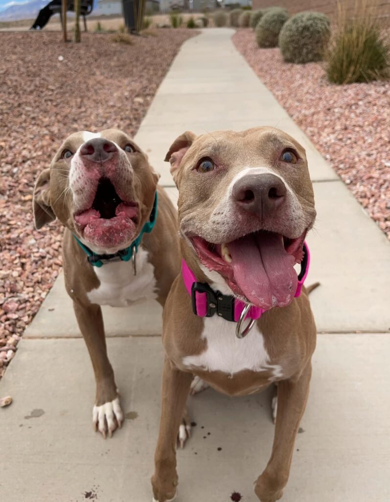 Zwei glückliche Hunde mit leuchtenden Halsbändern.