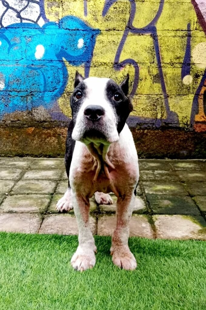 Hund vor Graffiti-Wand steht auf Rasen.