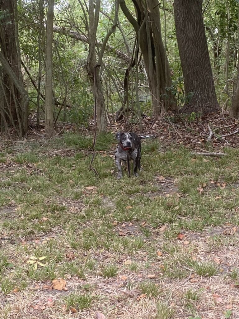 Hund steht im Wald.