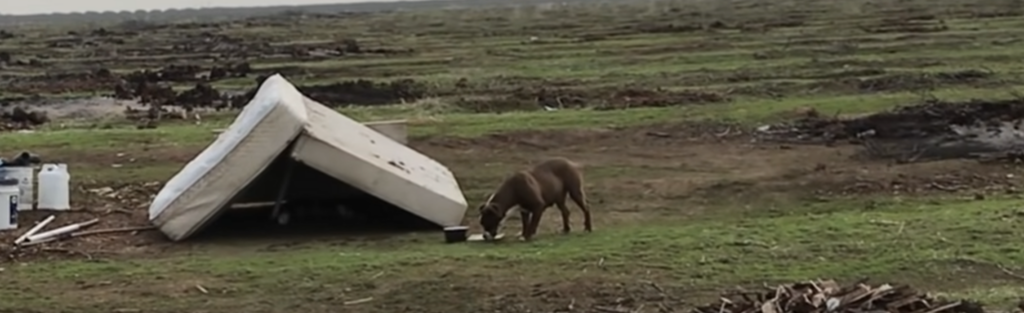 Pferd trinkt unter umgekippter Wassertank.