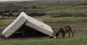 Pferd trinkt unter umgekippter Wassertank.