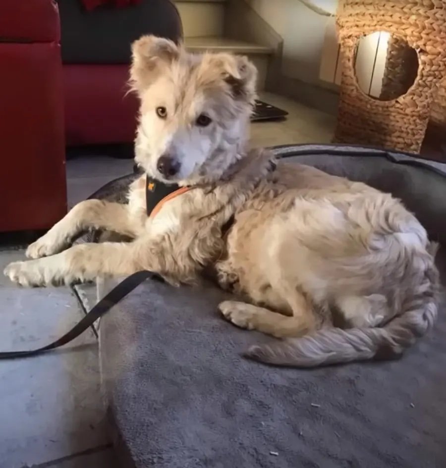 Flauschiger Hund liegt auf einer Matte.