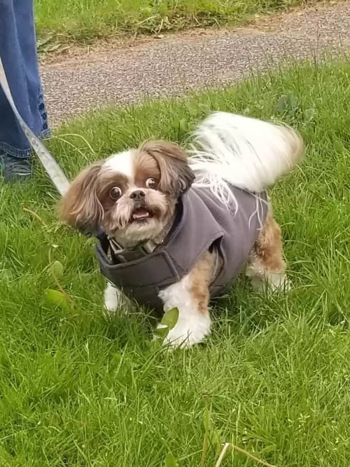 Hund mit Mantel auf Grasfläche.