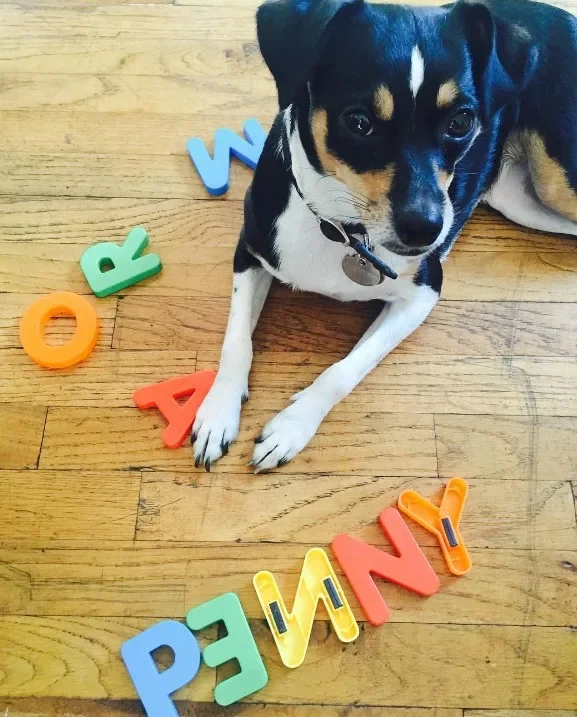 Hund mit bunten Buchstaben auf Boden.
