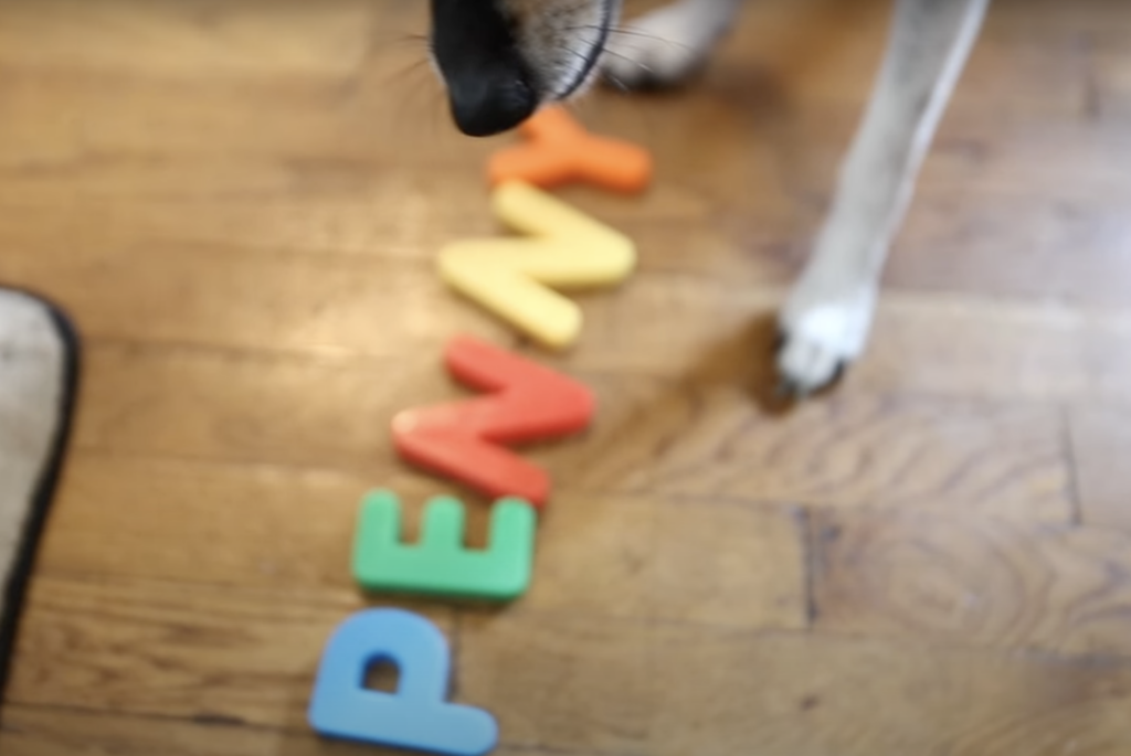 Hund schnüffelt an bunten Buchstaben "Penny" auf Boden.