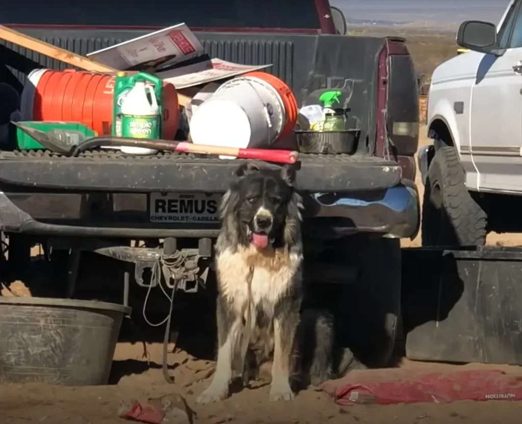 Hund vor beladenem Pickup-Truck