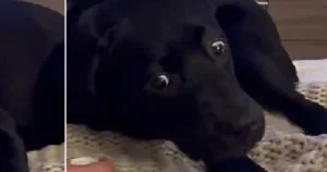 Schwarzer Hund auf gestrickter Decke.
