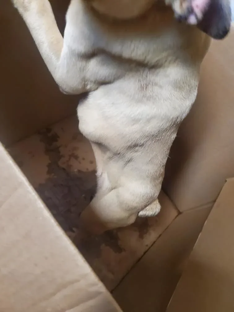 Hund in einem Karton sitzend.