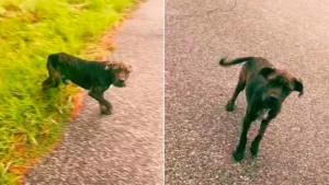 Schwarzer Hund läuft auf Weg.