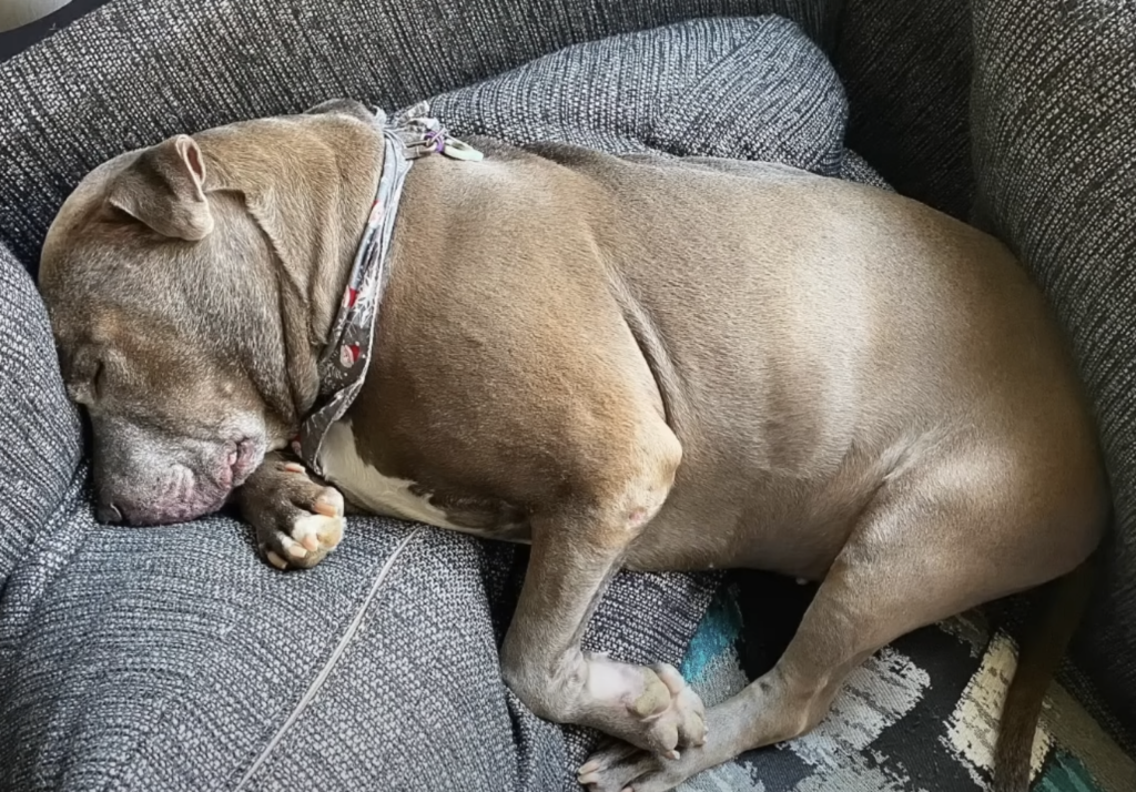 Schlafender Hund auf einem Sofa.