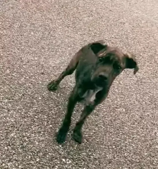 Schwarzer Hund auf Asphaltstraße.