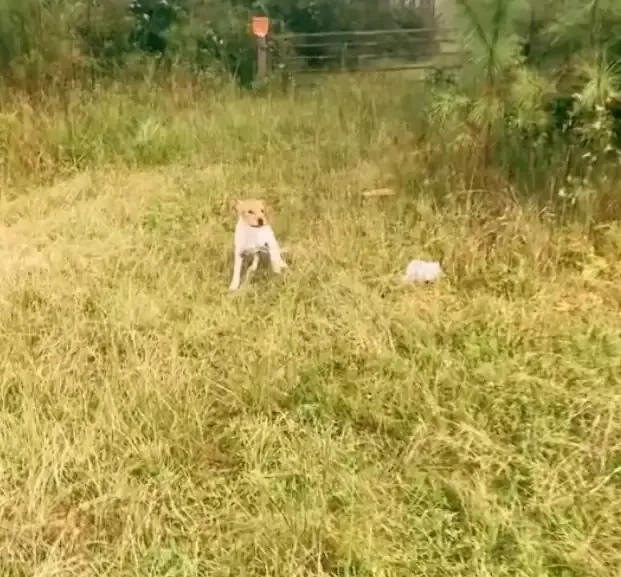 Hund auf grüner Wiese mit Spielzeug.