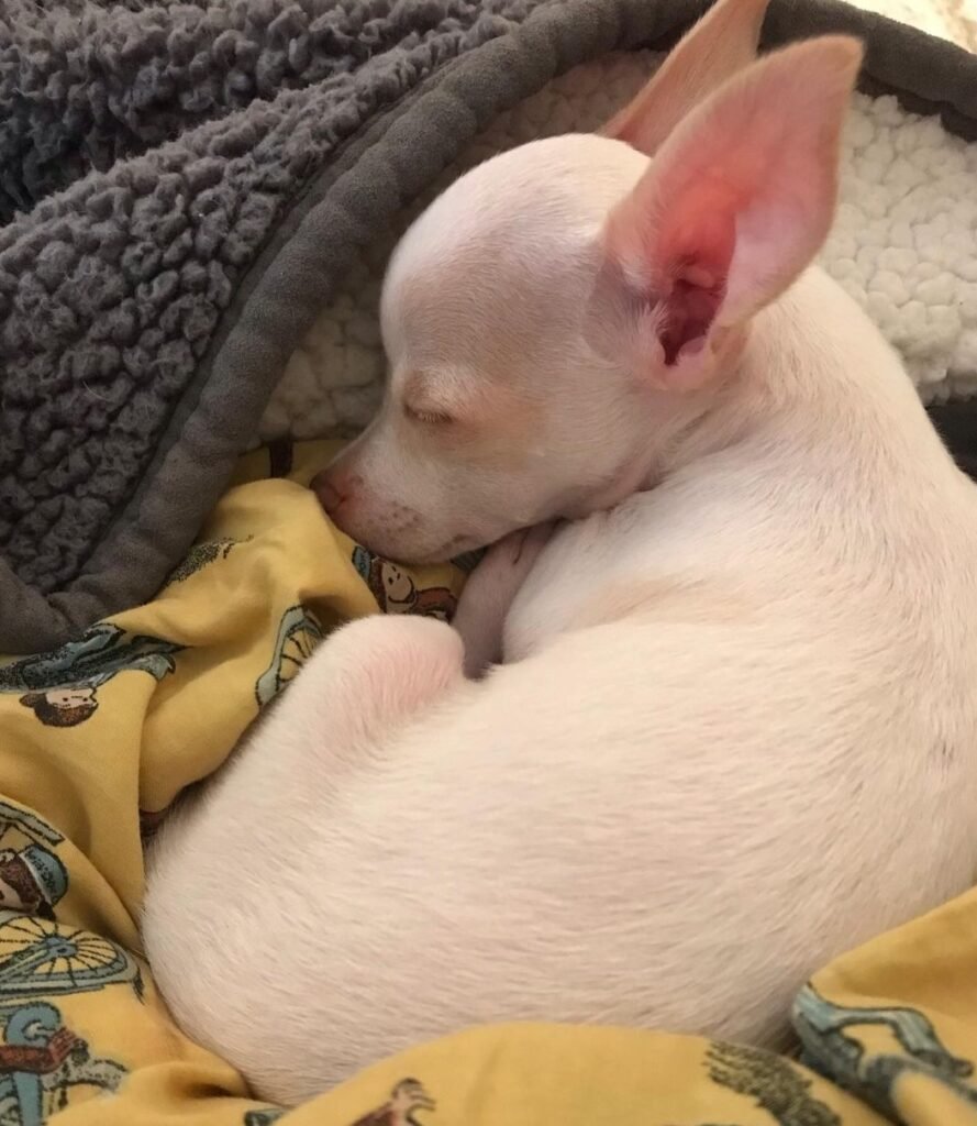 Schlafender Chihuahua auf weicher Decke.