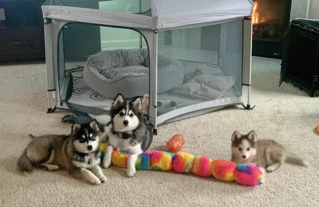 Drei Huskies mit Spielzeug im Wohnzimmer.