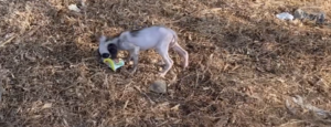 Welpe spielt mit Plastikflasche auf Feld.