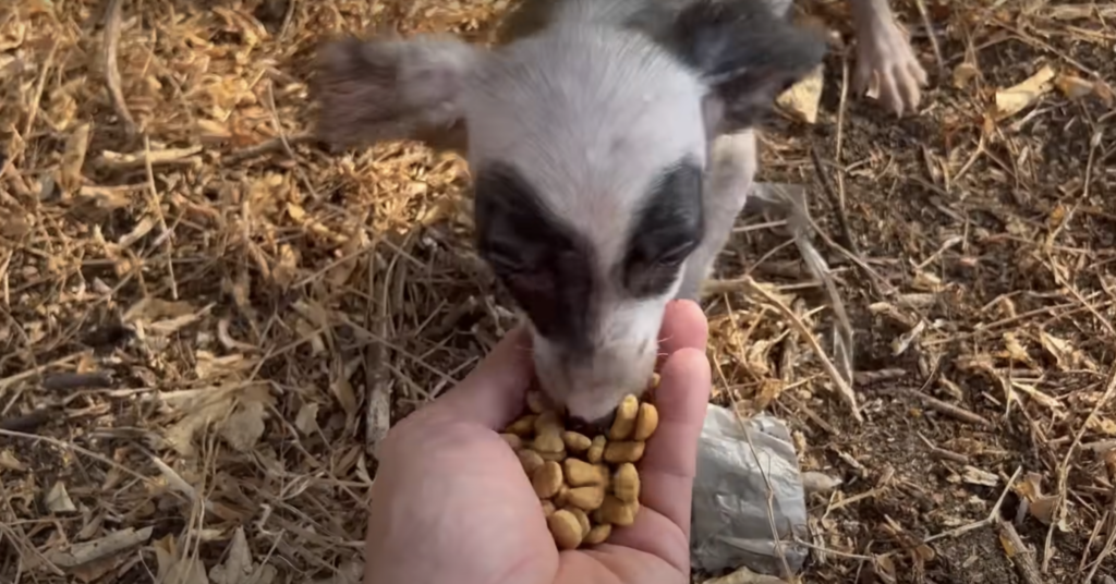Ziege frisst aus Hand.