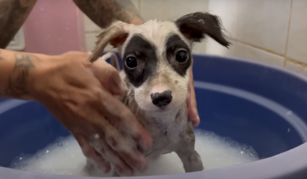 Hund beim Baden in Wanne.
